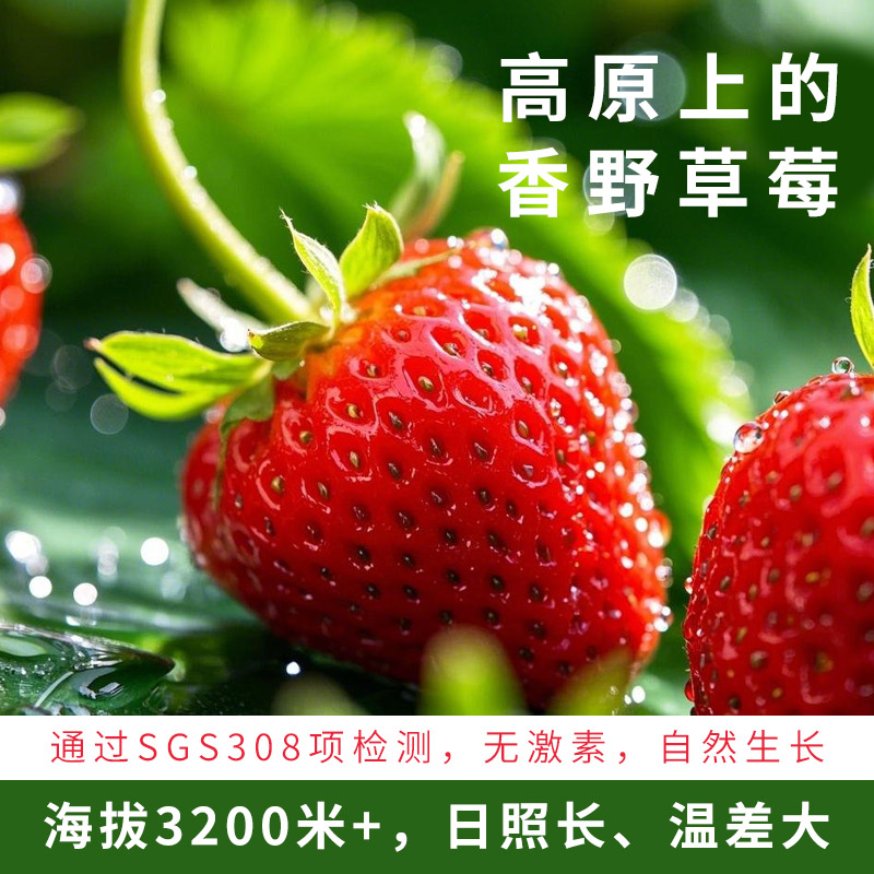 【预售】高原自然熟香野草莓300g*3盒（每周发2次货）