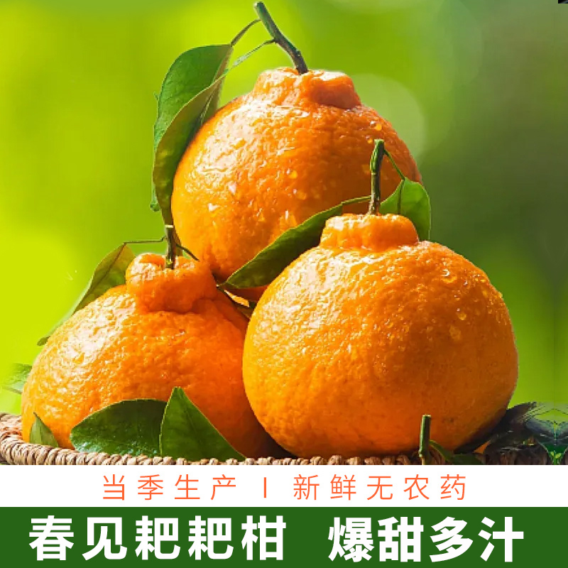 春见耙耙柑净重8.4斤，现采现发